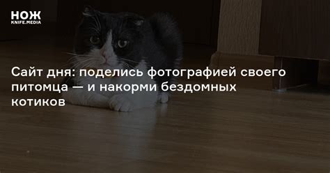 Сайт дня: поделись фотографией своего питомца — и накорми бездомных ...
