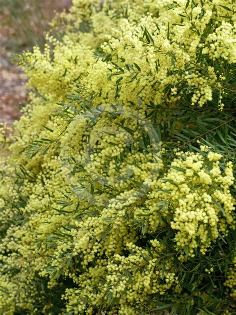 Acacia Cognata Mini Cog Mini Cog River Wattle Information And Photos