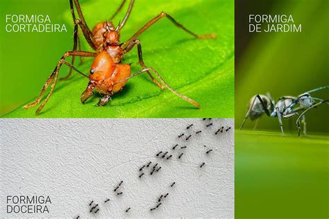 Tipos De Formiga Grande - Formiga Grande Em Casa - FDPLEARN