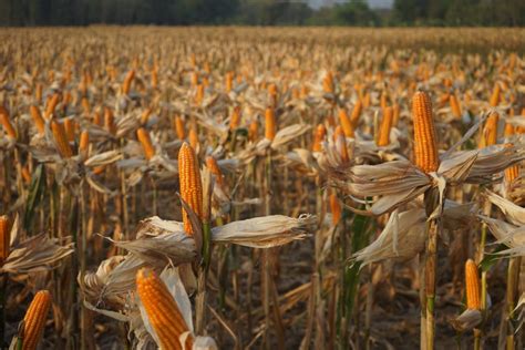 Jagung Hibrida Untuk Pakan Ternak Berkualitas Tinggi