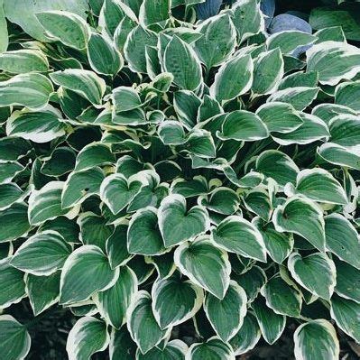 Hosta 'Diamond Tiara' - árnyékliliom | Florapont