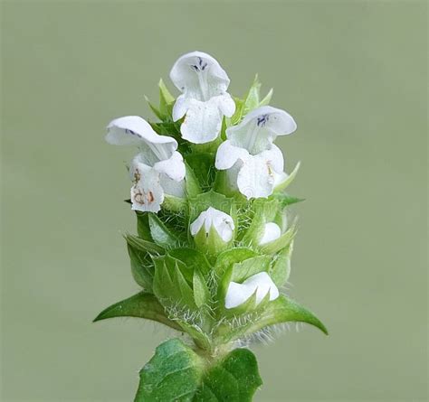 Selfheal Prunella Vulgaris Isolated On White Background This Plant Is
