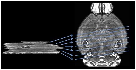 Frontiers Mapping Histological Slice Sequences To The Allen Mouse