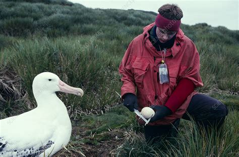 Wandering albatross breeding research - Stock Image - G355/0103 - Science Photo Library