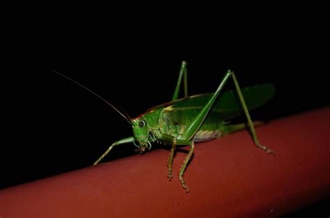 Free Images Green Fauna Invertebrate Close Up Grasshopper Macro