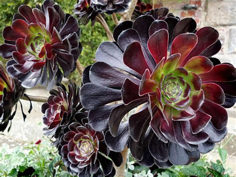 Aeonium Arboreum Zwartkop World Of Succulents