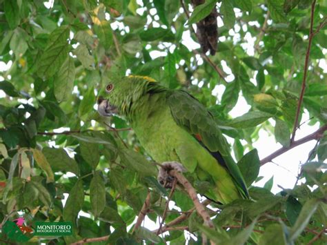 Chiapas Implementa Programa Para La Conservación De Aves Amenazadas Mx