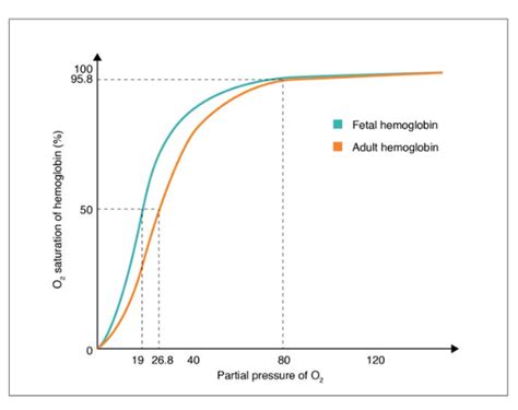 Transport of Gases | Anatomy and Physiology II