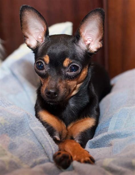 Русский той-терьер. История, характер и уход за породой