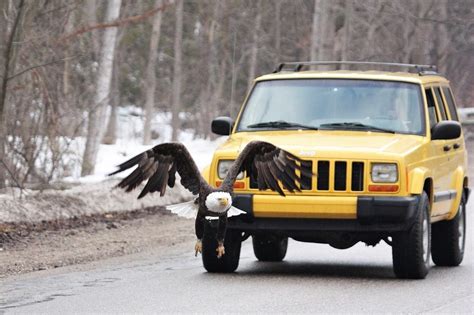 America Fuck Yea Great Photo By McGills Nature In Motion R CherokeeXJ