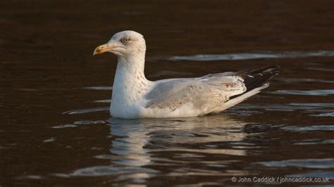 European Herring Gull 3rd winter - John Caddick | John Caddick