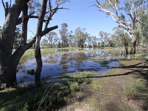 Condamine Destination Information Queensland