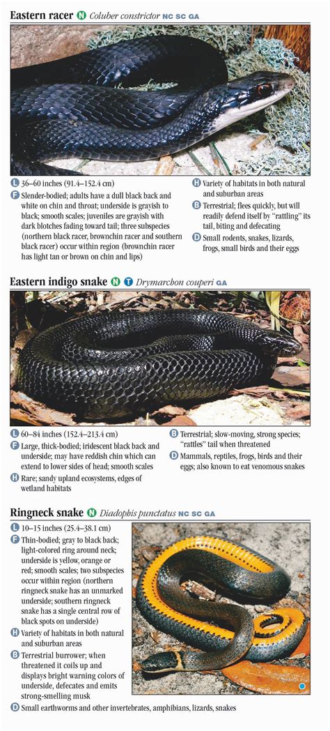 Snakes In North Carolina 8
