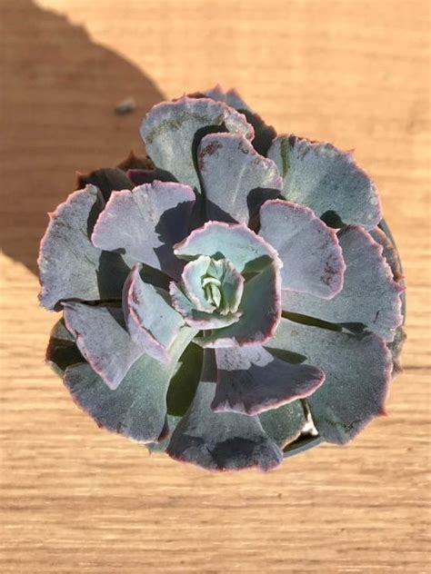 SHPR6899 Echeveria shaviana Truffles Кактус онлайн