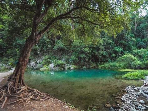 booloumba creek camping   conondale national park camping