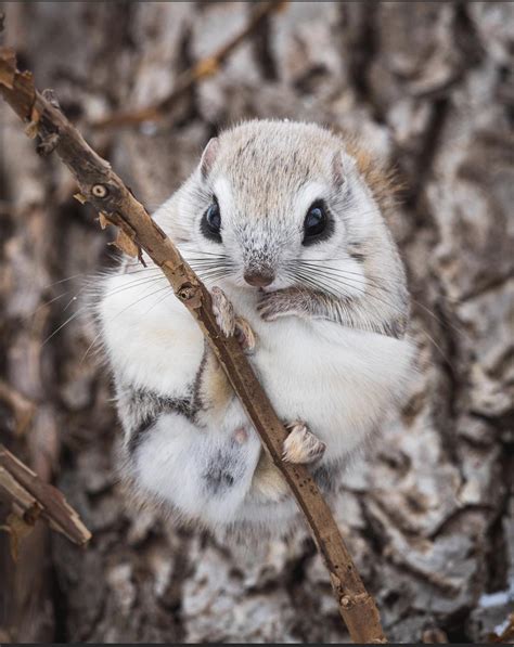 Cute Flying Squirrel