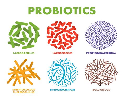 What is the Best Time to Take Probiotics? - HealthxTips