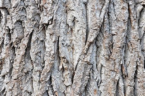 Corteza árbol Fondo Textura Naturaleza Foto E Imagen Para Descarga