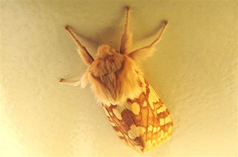 Spotted Tussock Moth: Identification, Life Cycle, Facts & Pictures