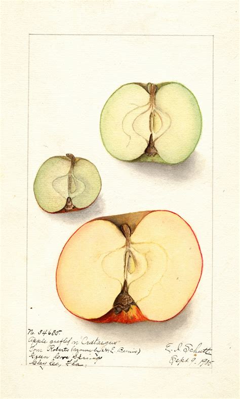 Malus Domestica By Ellen Isham Schutt Artvee