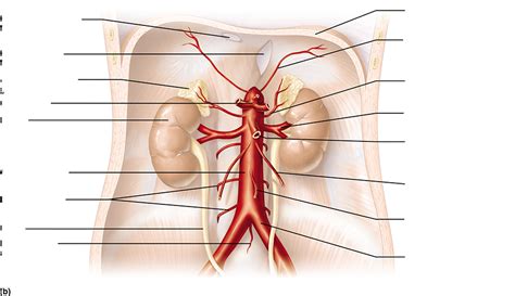 Abdominal Aorta Diagram | Quizlet