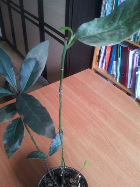 Как помочь лавру? — Форум — Ботаничка