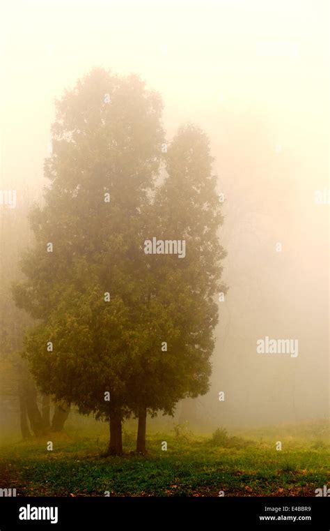 Sagoma Di Un Albero Nella Nebbia Immagini E Fotografie Stock Ad Alta