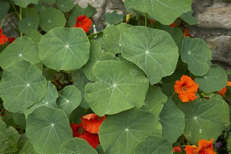 Tropaeolum majus in bloom stock image. Image of edible - 180404861