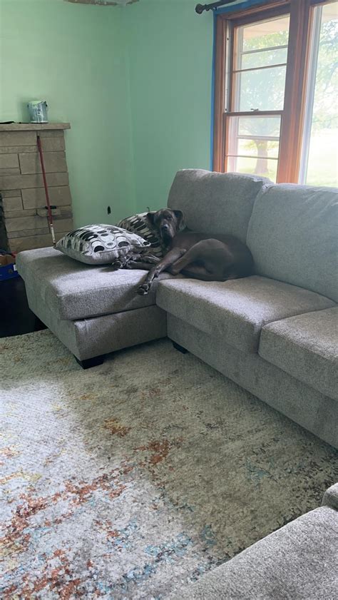 Scooby the Dane Boy : r/greatdanes
