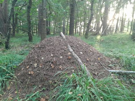 Did these ants make this mound or just move into it? : r/ants