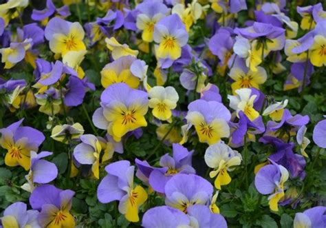 Viola Cornuta Ice Babies Blue With Yellow S Klas Onava Lv