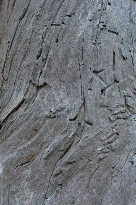 The Trunk Of An Old Gum Tree Stock Image Image Of Trunk Grey 240666907