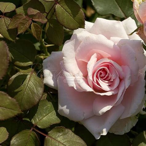 Роза Отель Савой: особенности и характеристика сорта, правила посадки ...