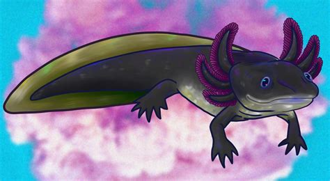 Black Axolotl by GavGavrail on DeviantArt