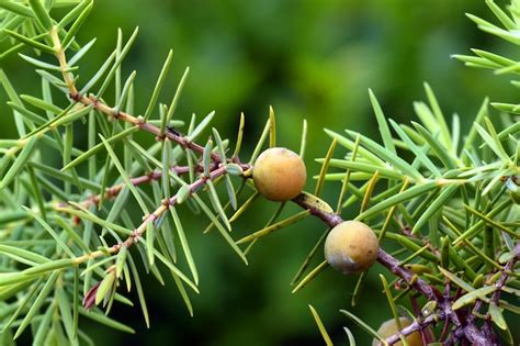 Premium Photo Detail Of The Leaves And Fruits Of The Cade Juniper