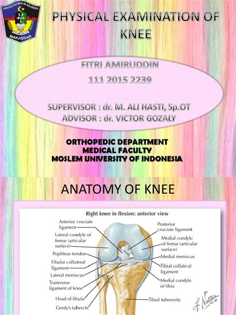 knee anatomy  examination guide