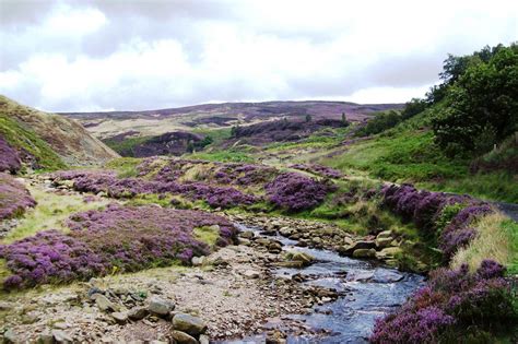 Великобритания. Ветер, что колышет вереск