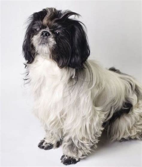 Finding the Perfect Name for Your Female Shih Tzu: From Imperial