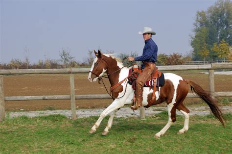 Hidalgo Horse - Ageless Adventure | Brego.net - Janice Moste1983