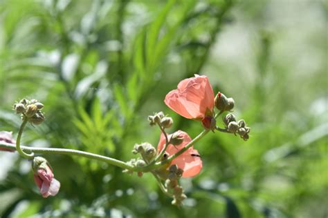 Isolated Pink Poppy Flower Free Stock Photo - Public Domain Pictures