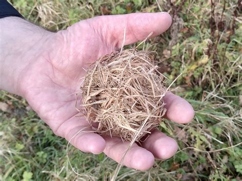 Harvest Mice at Frampton End – Frampton Cotterell Nature