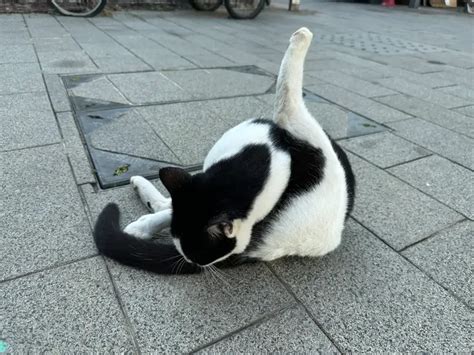 Anal Sac Disorders In Cats