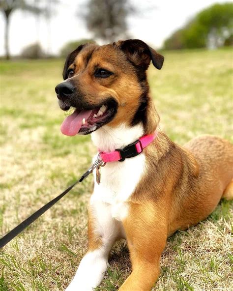 German Shepherd Jack Russell Terrier Mix Facts And Pictures