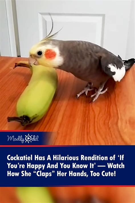 Cockatiel Has A Hilarious Rendition of ‘If You’re Happy And You Know It ...