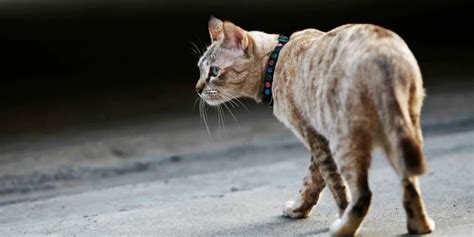 Kognitive Dysfunktion Bei Lteren Katzen Anzeichen Und Hilfe Nau Tiere