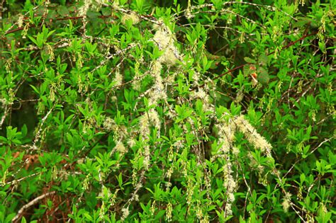 Pacific Northwest Forest And Pacific Willow Tree Stock Photo Download