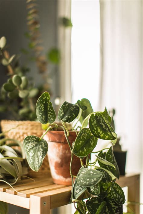 Indoor Potted Plants