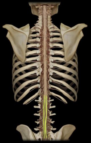 Spinal Cord Flashcards Quizlet