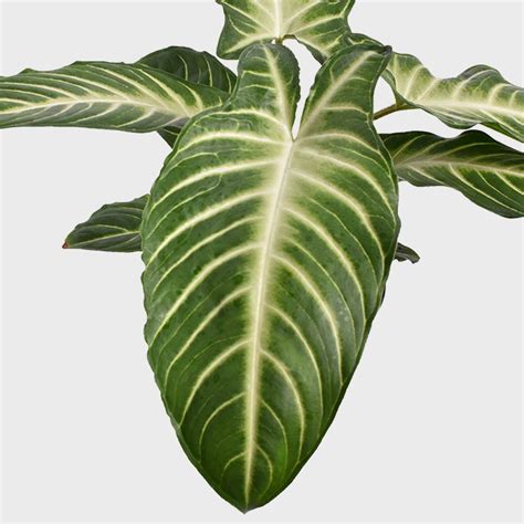 Xanthosoma Lindenii - 25 cm