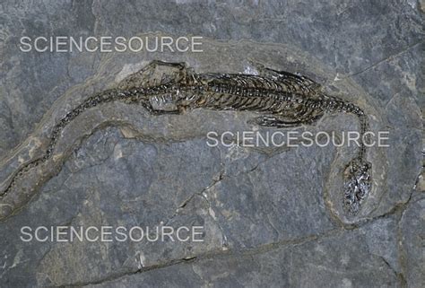 Fossil Marine Reptile | Stock Image - Science Source Images